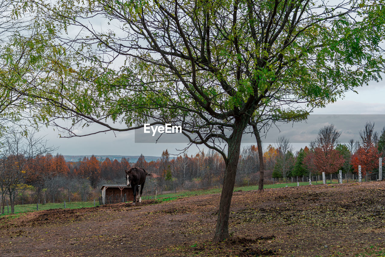 horse grazing in park