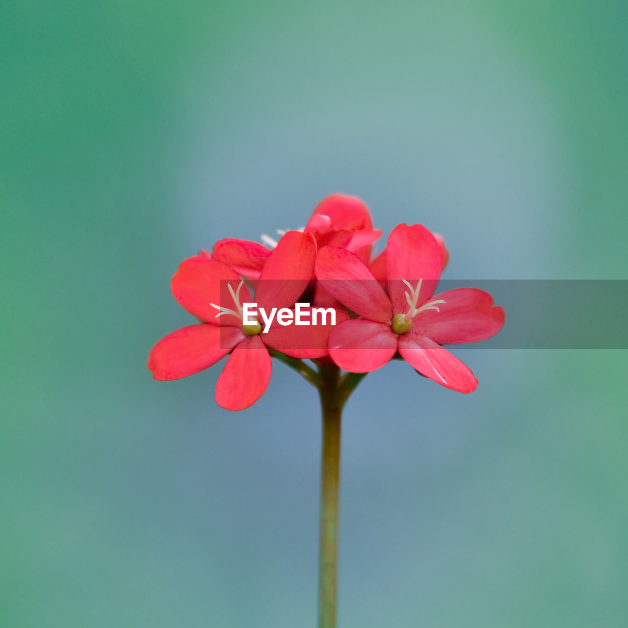 CLOSE-UP OF PINK FLOWERING PLANT AGAINST RED BACKGROUND