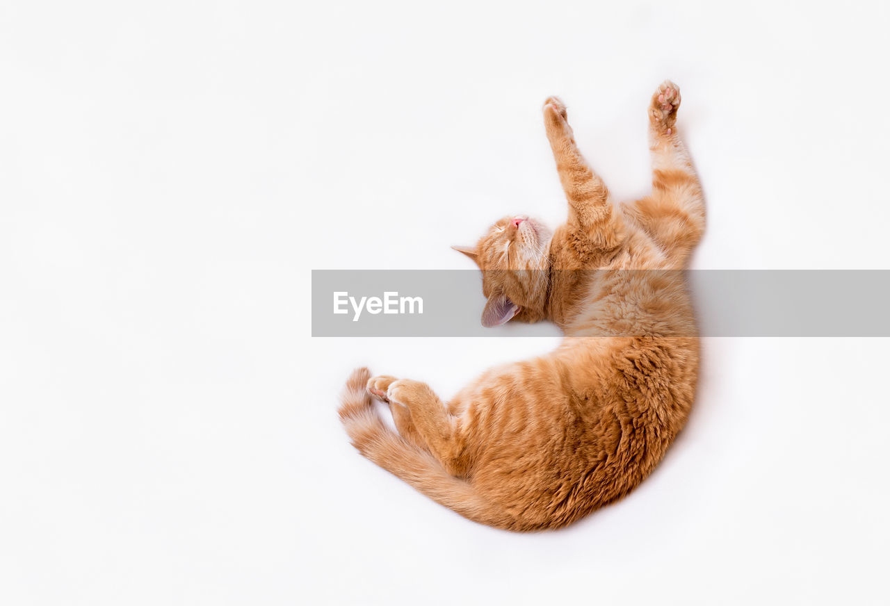 HIGH ANGLE VIEW OF CAT AND WHITE BACKGROUND