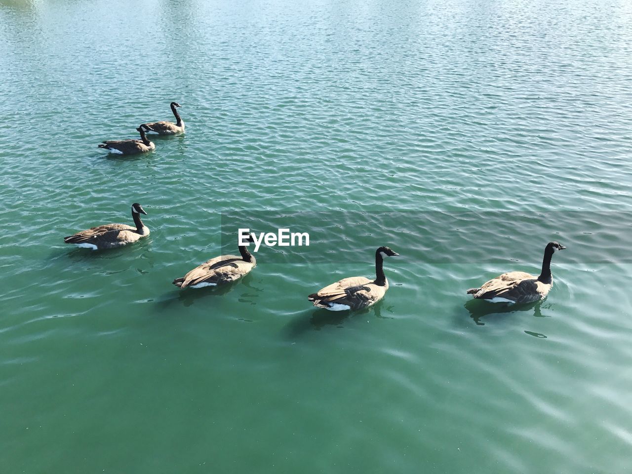 HIGH ANGLE VIEW OF SWANS SWIMMING IN LAKE