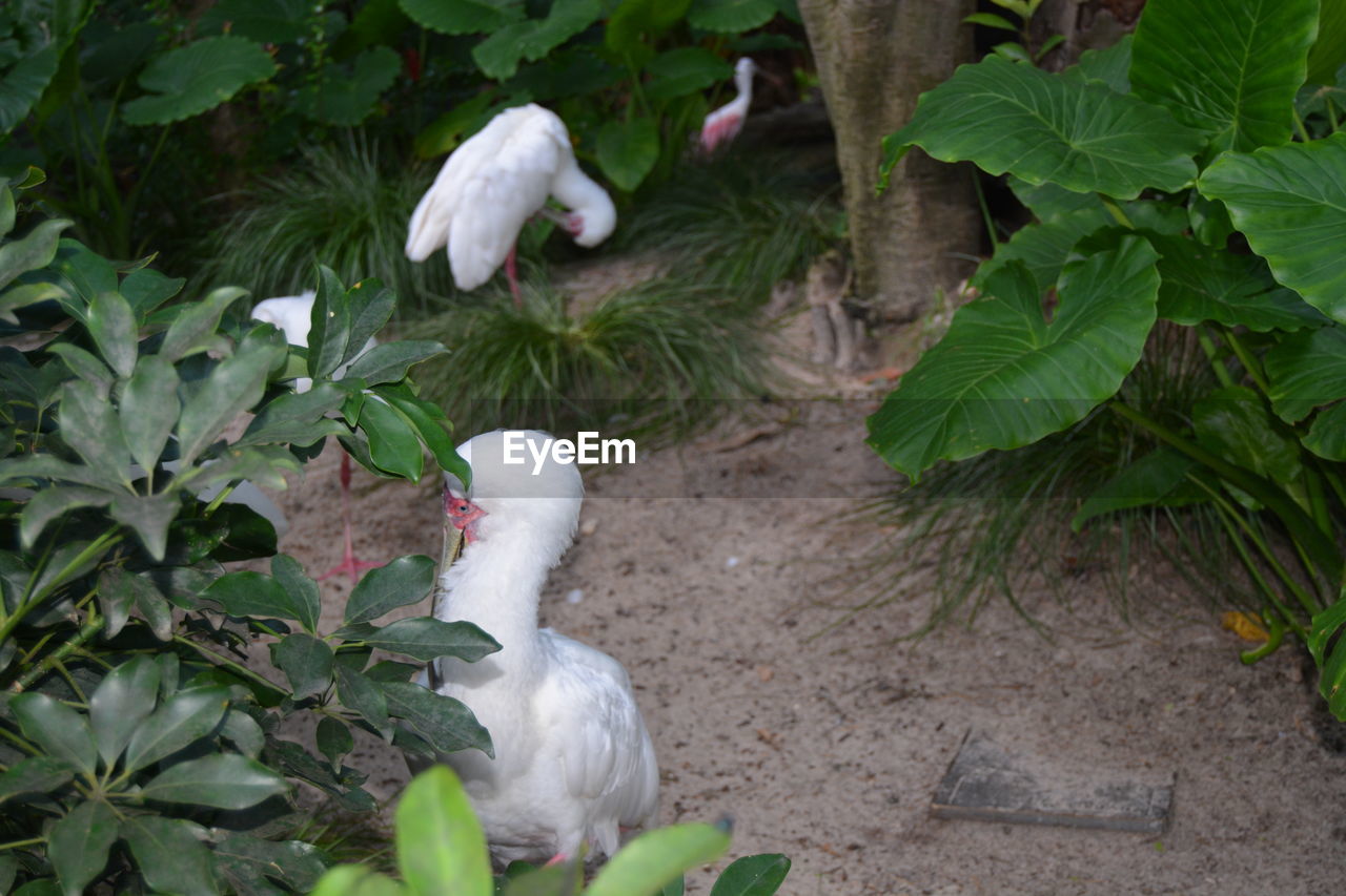 HIGH ANGLE VIEW OF WHITE DUCK