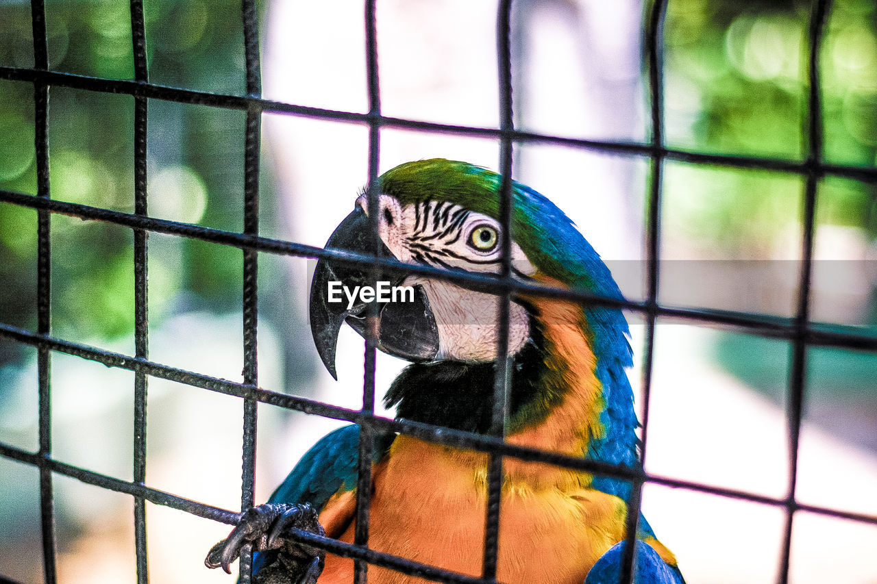 Gold and blue macaw perching on metal grate