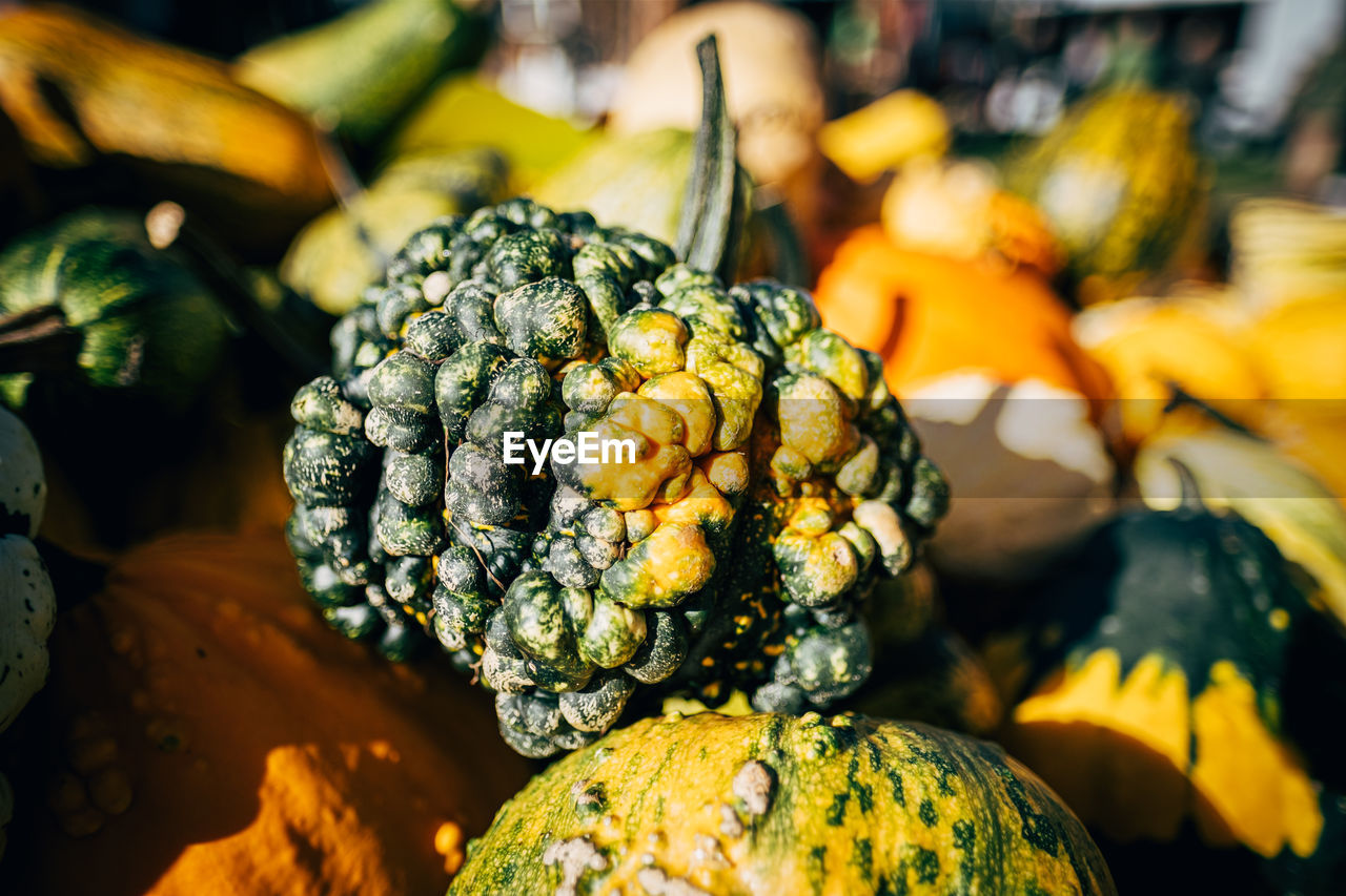 A lot of mini pumpkin at outdoor farmers market