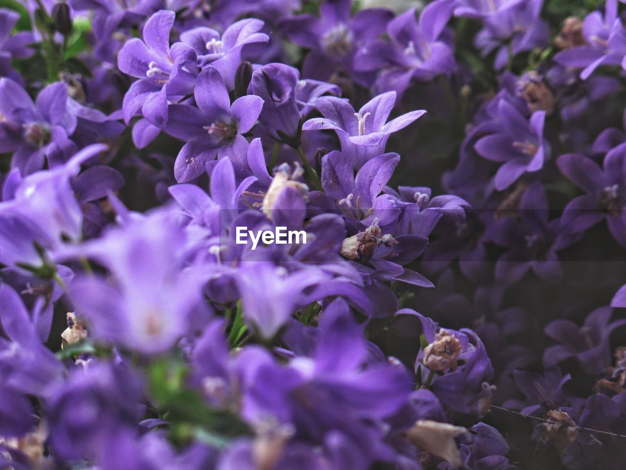 CLOSE-UP OF HONEY BEE POLLINATING ON PURPLE FLOWER