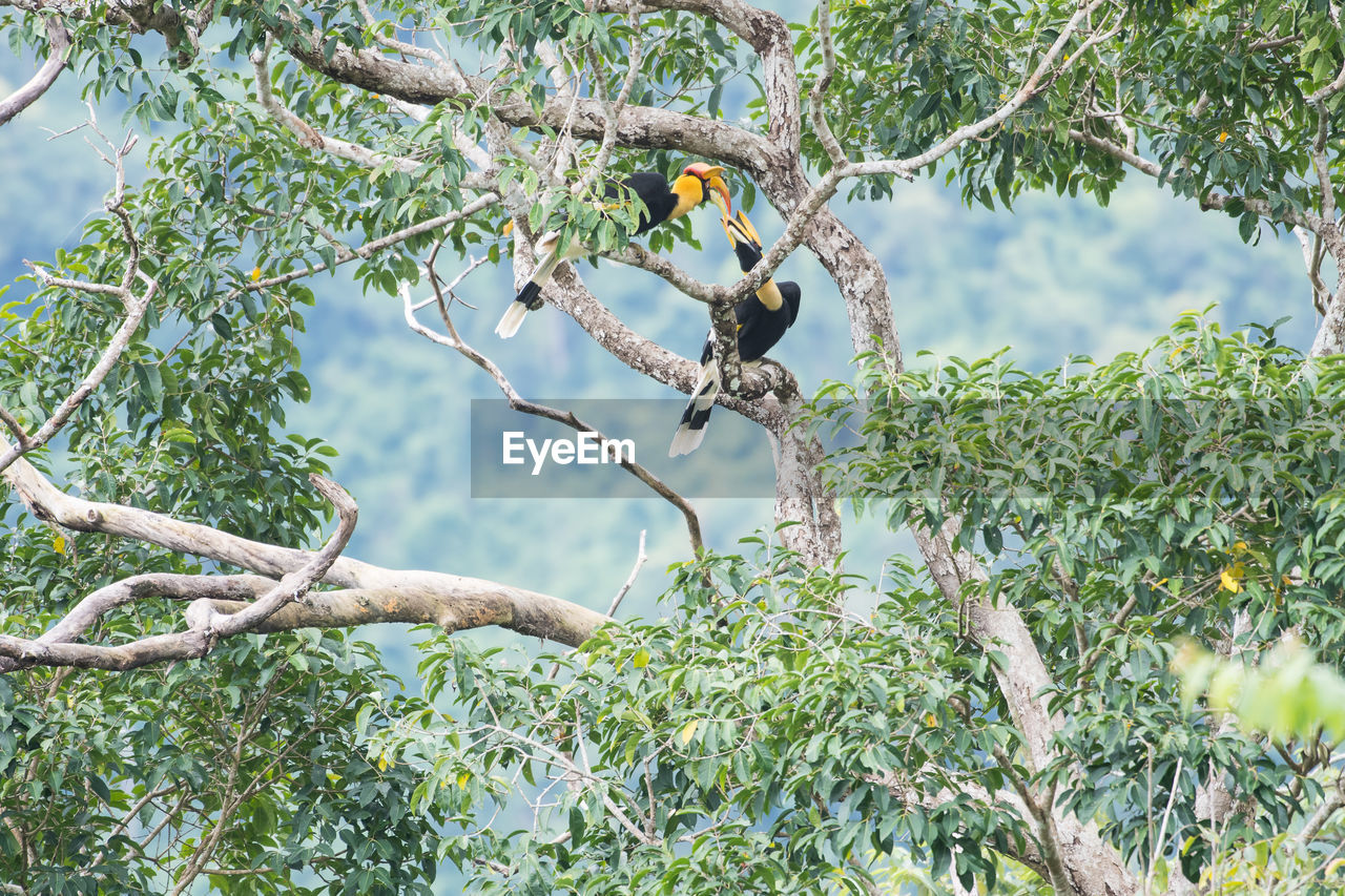 CLOSE-UP OF BIRD PERCHING ON TREE AGAINST SKY