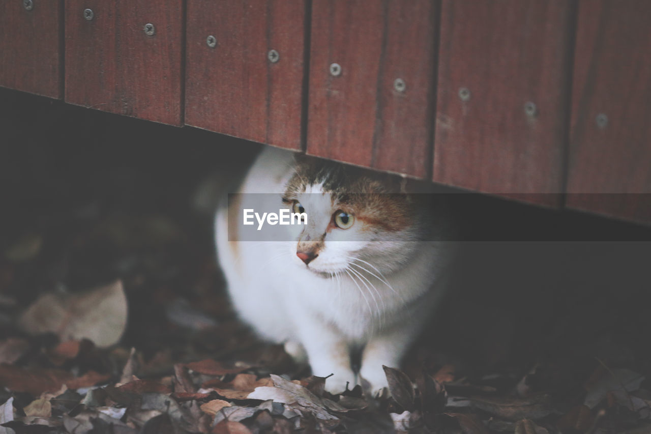 Cat looking away against wooden wall