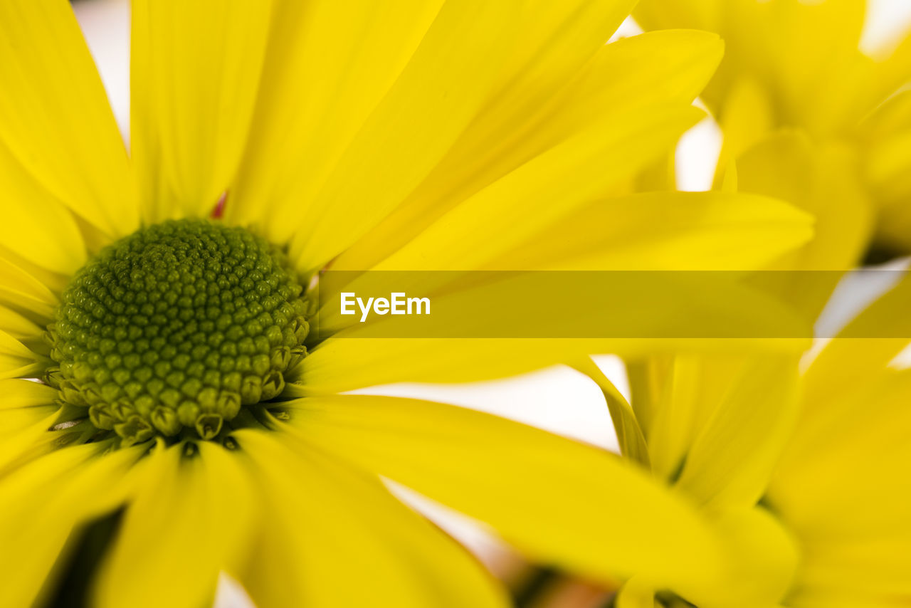 CLOSE-UP OF YELLOW SUNFLOWER BLOOMING