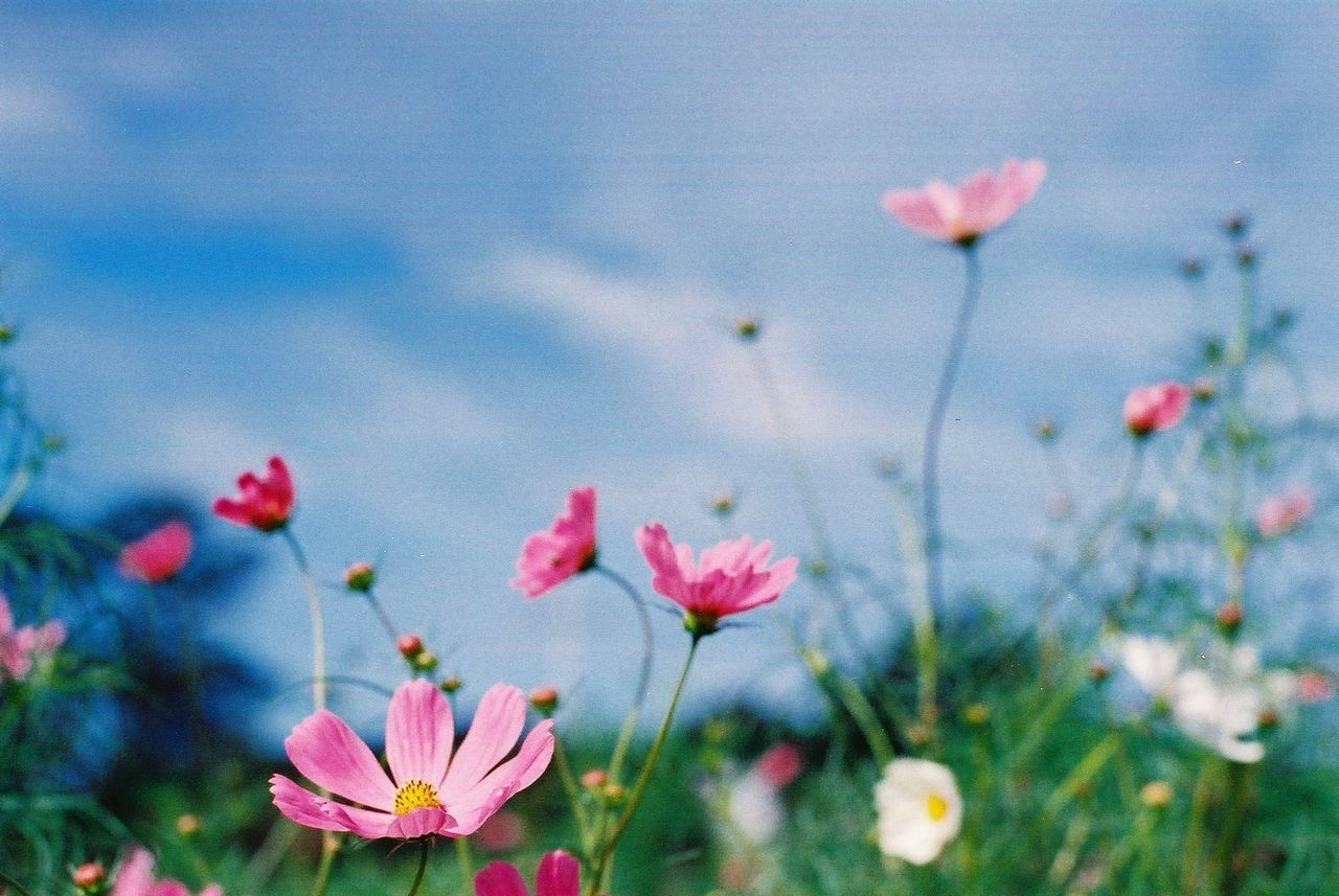 CLOSE-UP OF PINK FLOWERS AGAINST SKY