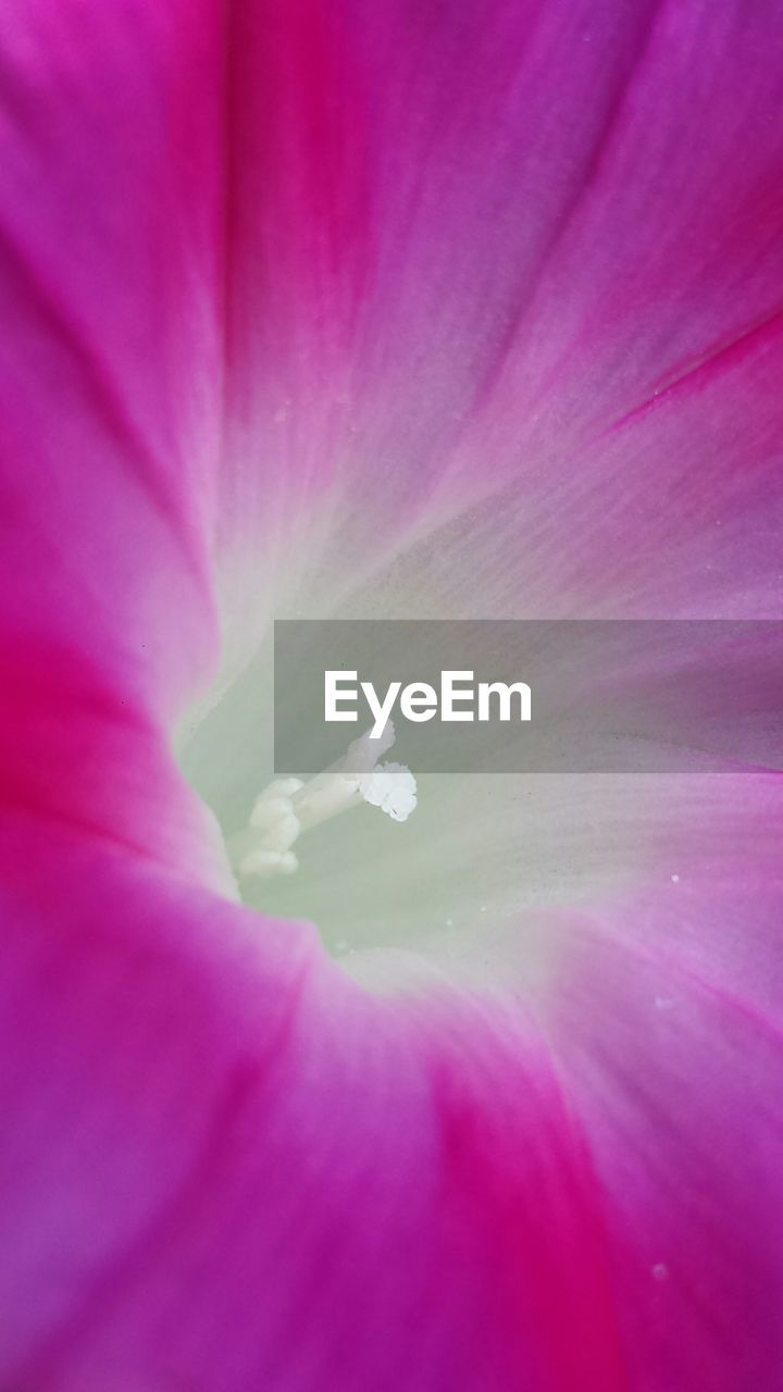 Extreme close-up of pink flower