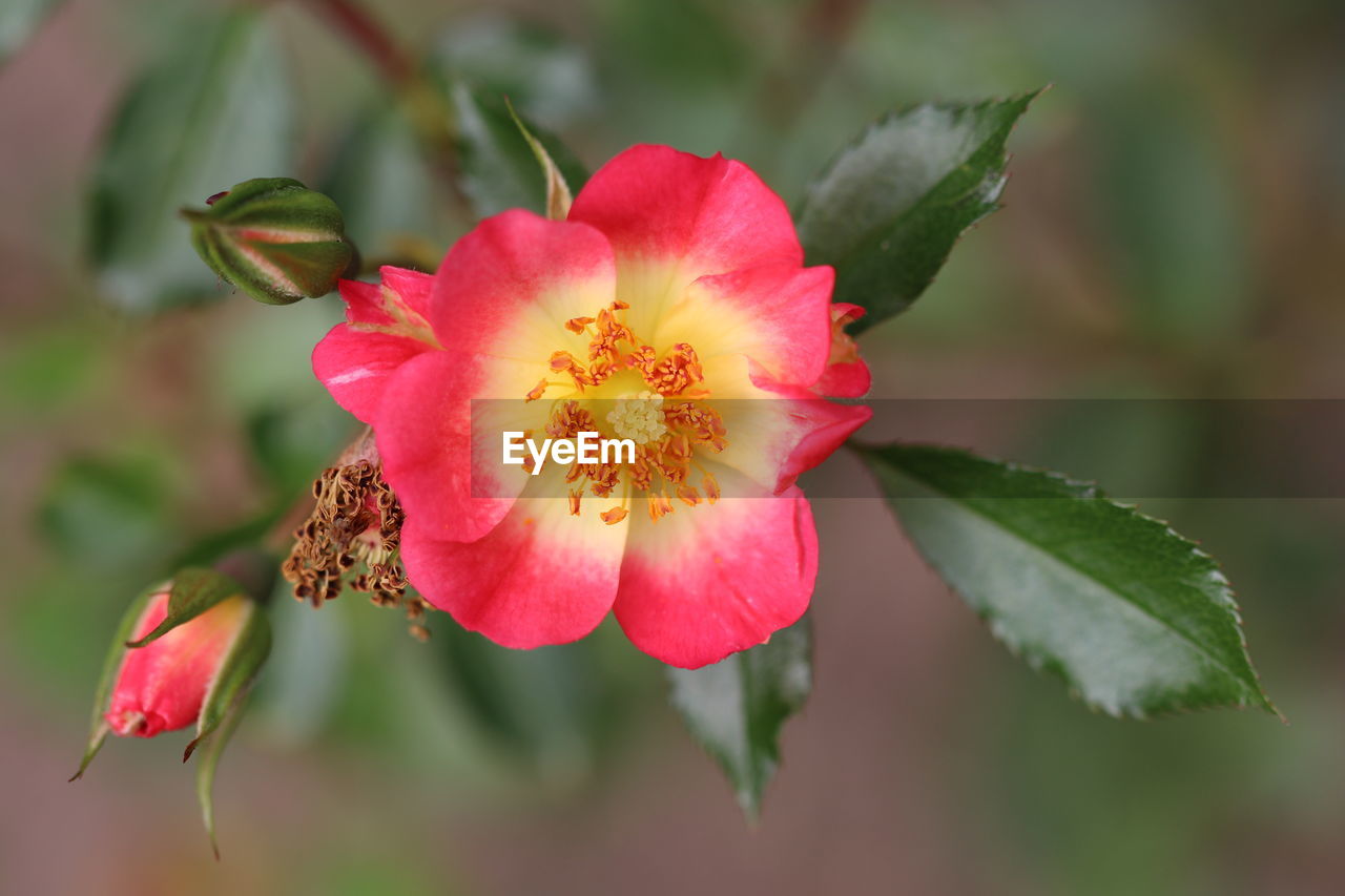 Close-up of pink flowering plant