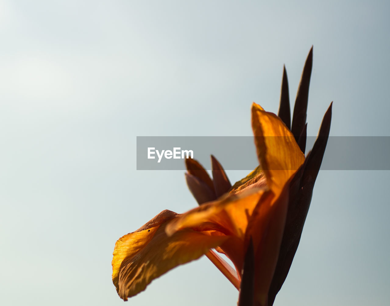 Close-up of orange flower against sky