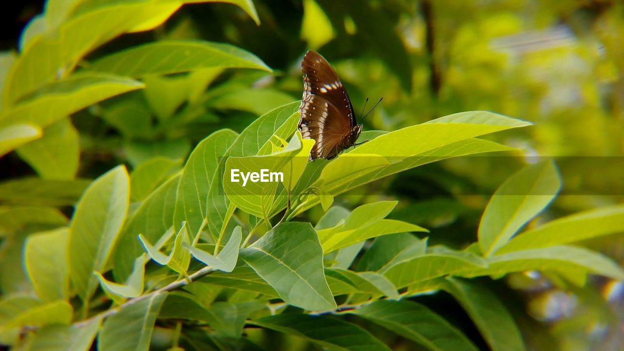 CLOSE-UP OF BUTTERFLY ON PLANTS