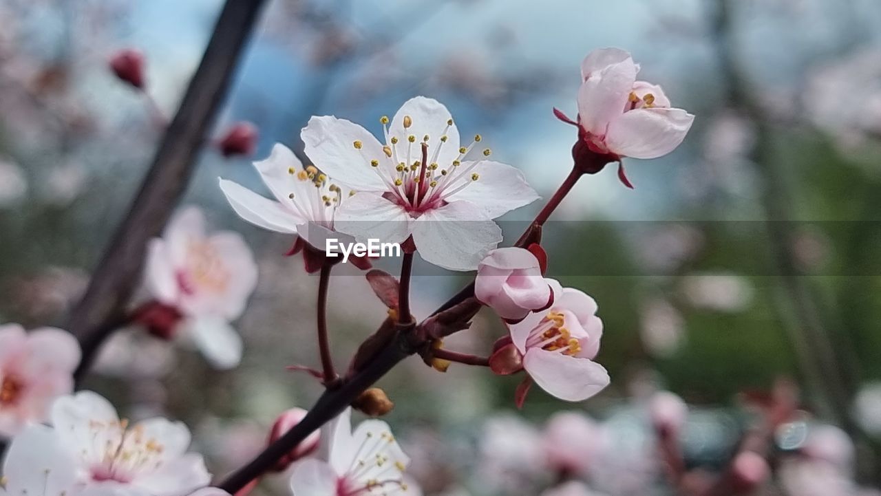 plant, flower, flowering plant, blossom, beauty in nature, fragility, freshness, springtime, growth, tree, pink, nature, close-up, branch, spring, cherry blossom, petal, inflorescence, flower head, focus on foreground, pollen, twig, botany, produce, outdoors, no people, day, stamen, plum blossom, food, cherry tree, fruit tree, almond tree, cherry, white, selective focus, bud, macro photography, fruit