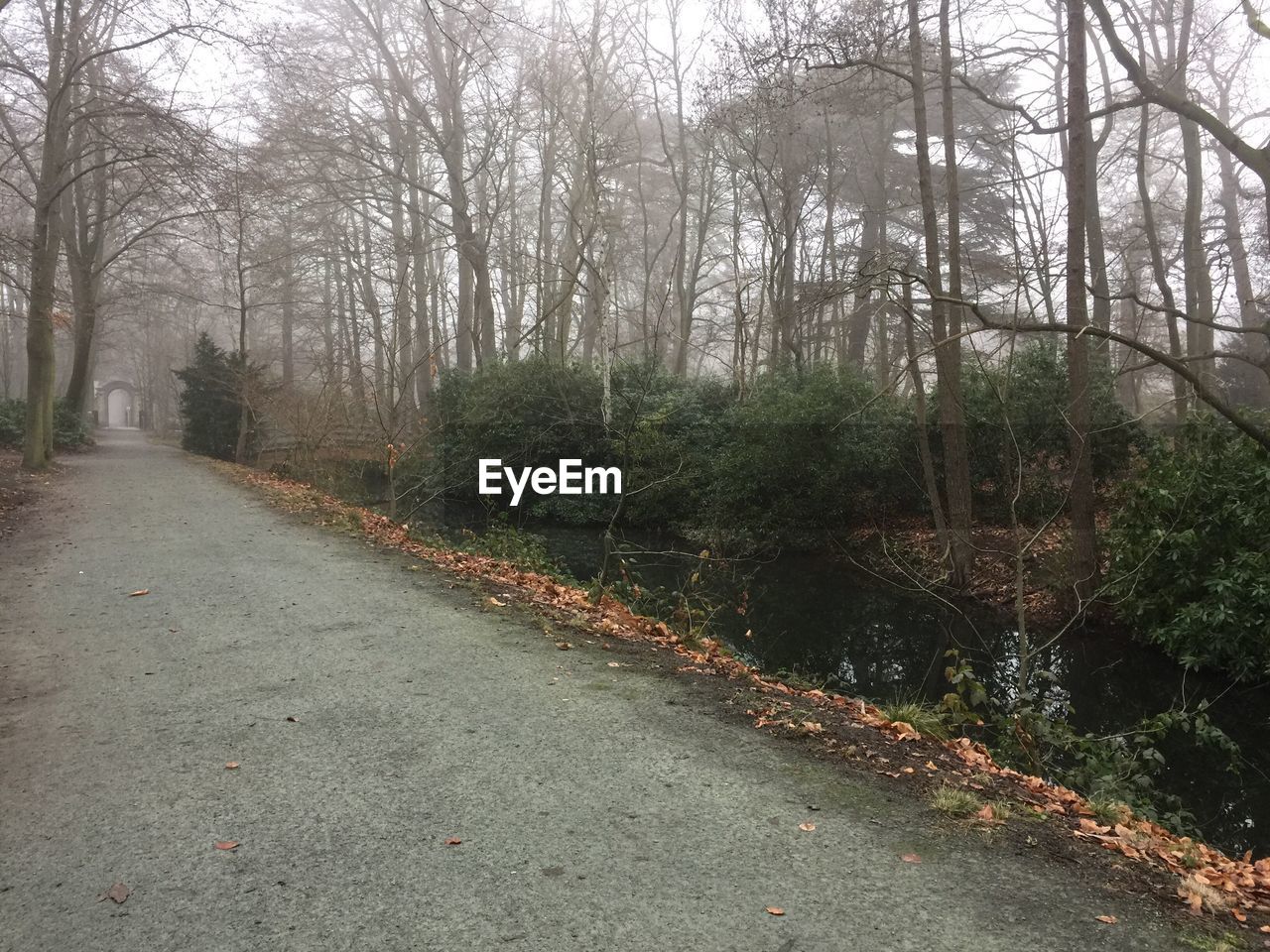 VIEW OF ROAD IN FOREST