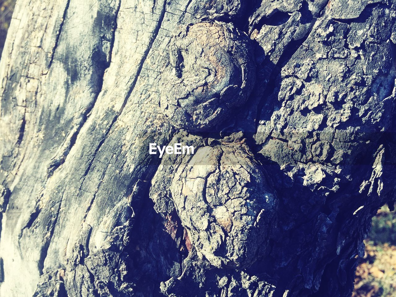 Close-up of tree trunk