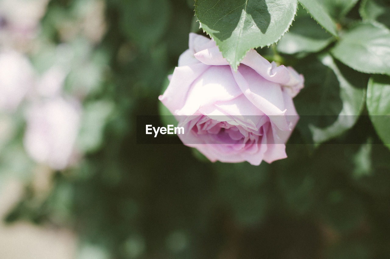 Close-up of pink flower blooming outdoors