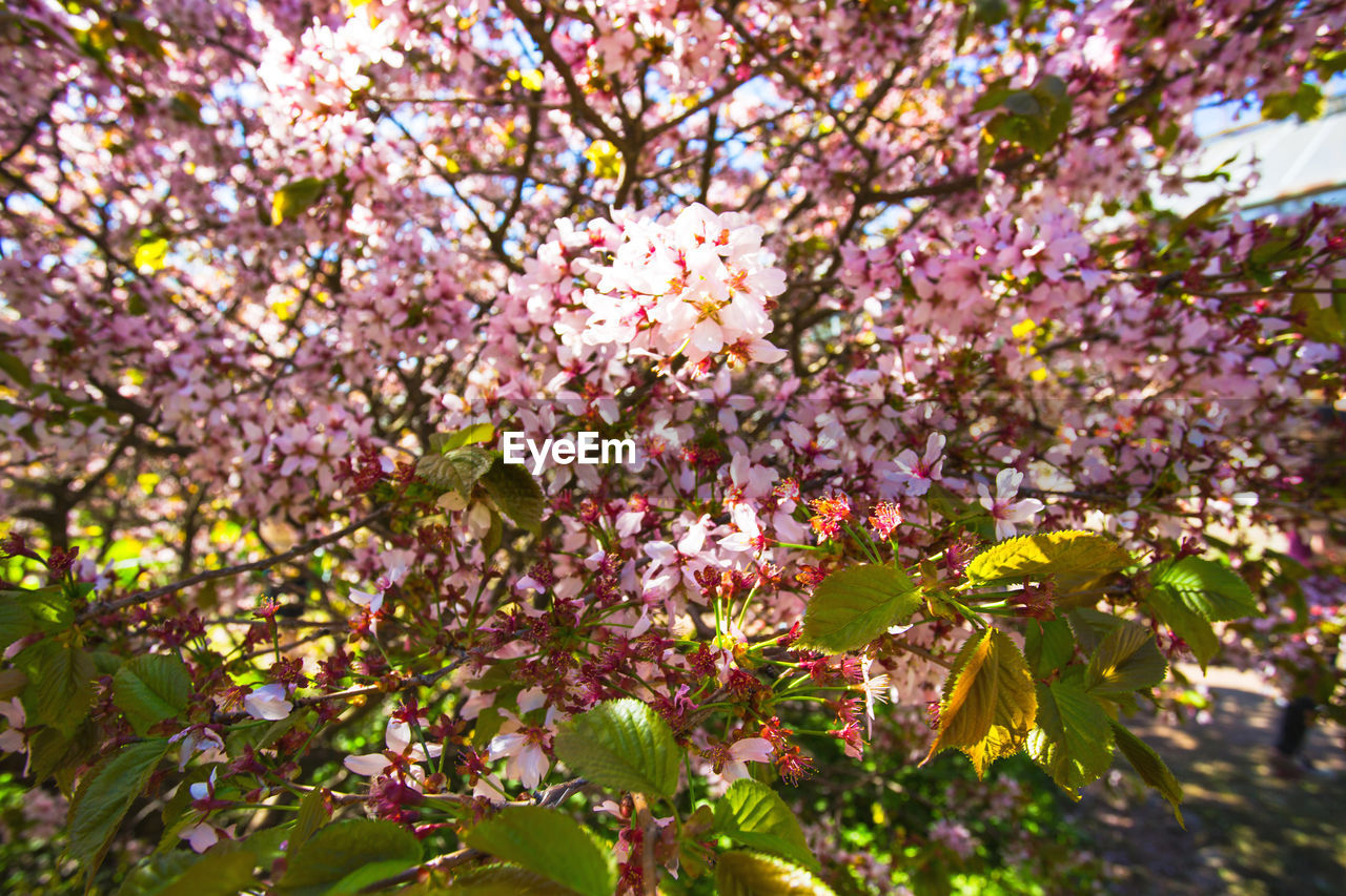 CLOSE-UP OF PINK CHERRY BLOSSOMS