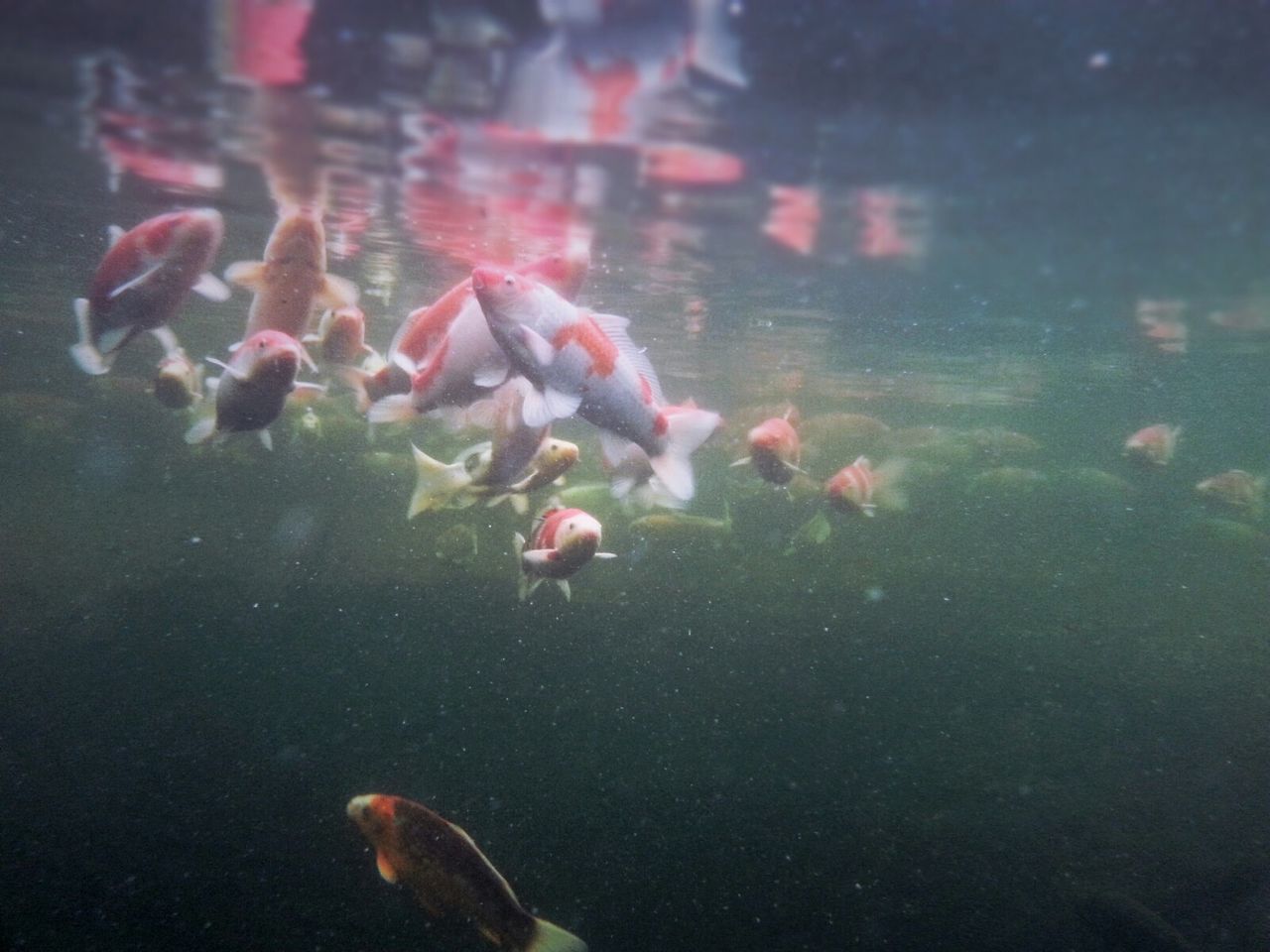 Underwater view of fishes swimming in sea