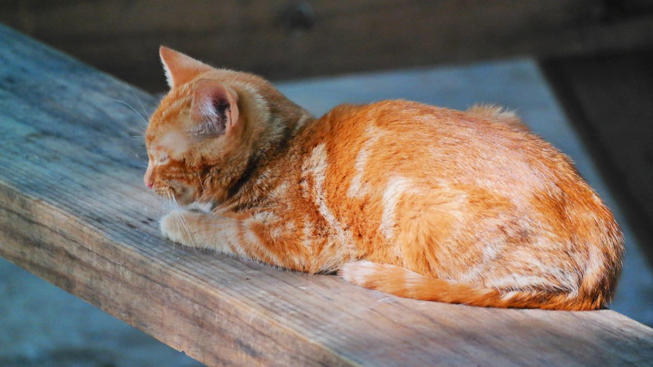 CLOSE-UP OF CAT SITTING ON WOOD