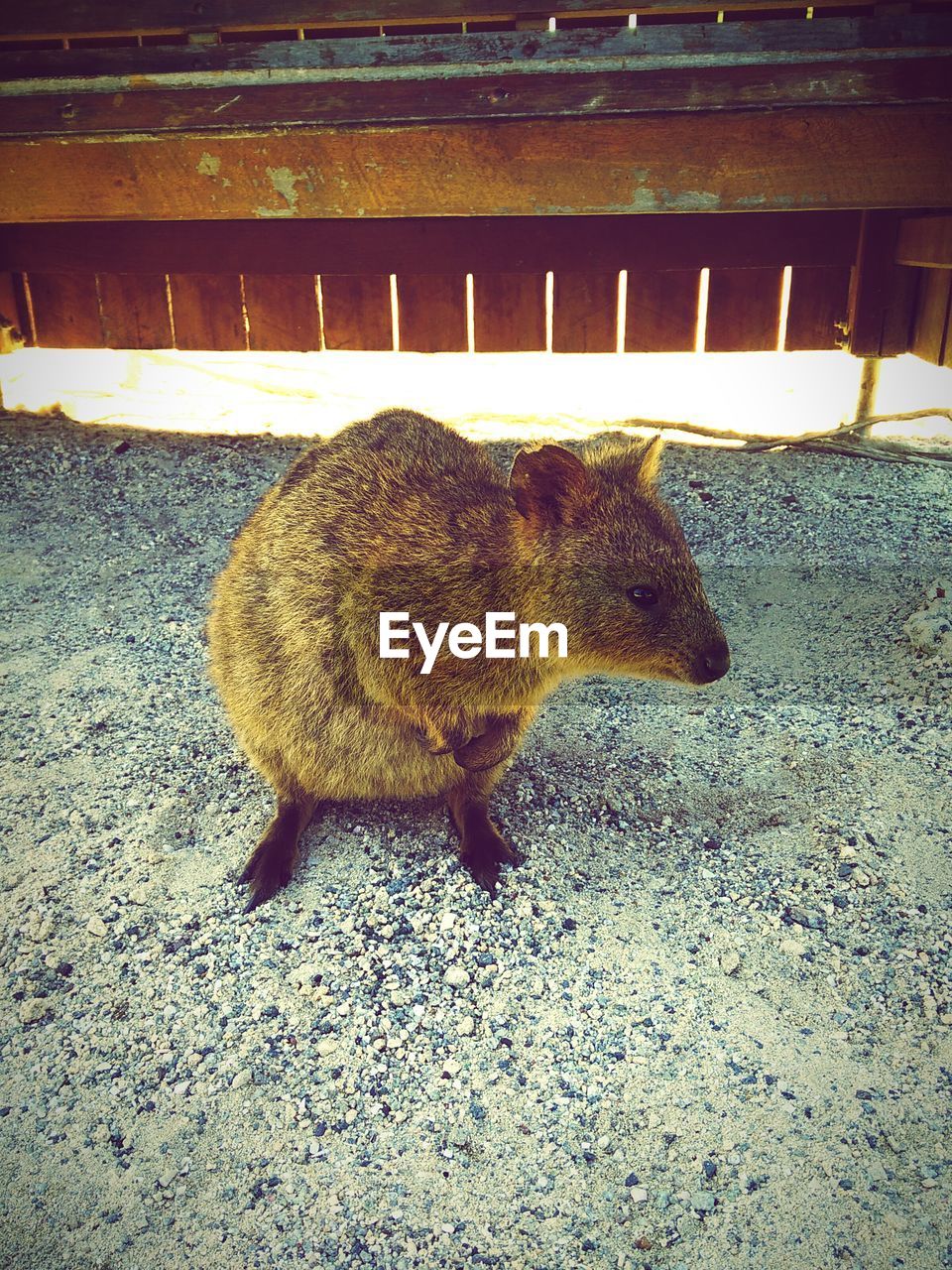 HIGH ANGLE VIEW OF SQUIRREL ON FLOOR