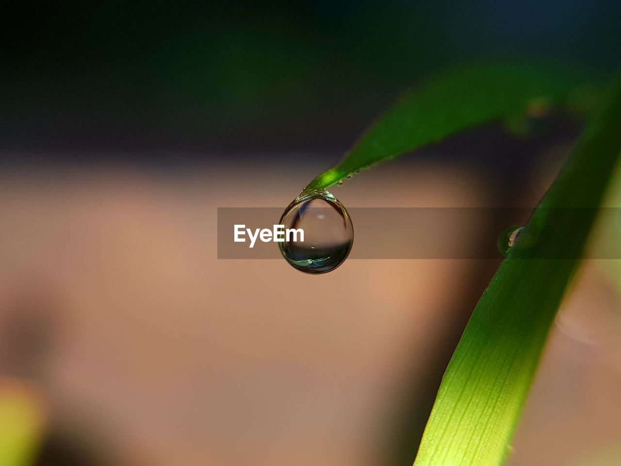 CLOSE-UP OF DROP ON PLANT