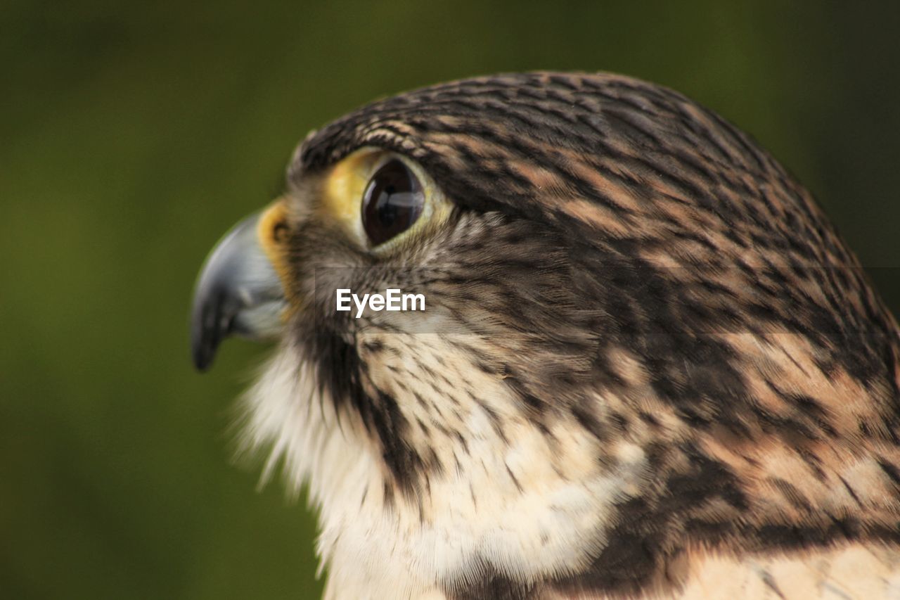 Close-up of eagle outdoors