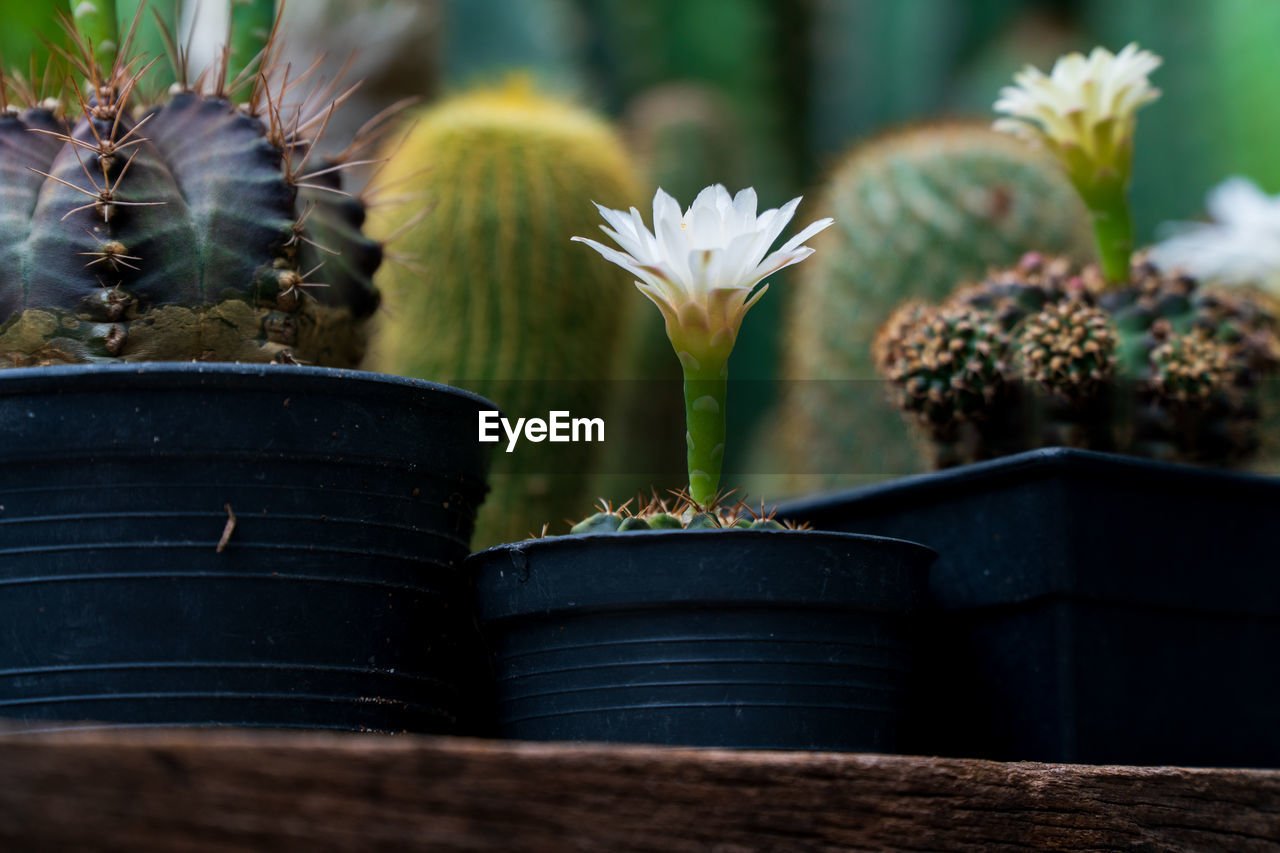 CLOSE-UP OF POTTED CACTUS FLOWER POT