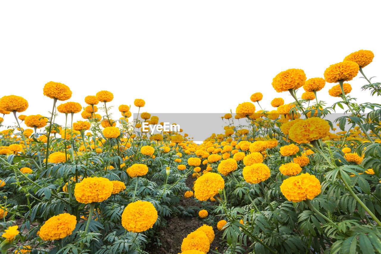 CLOSE-UP OF YELLOW FLOWERING PLANTS ON FIELD