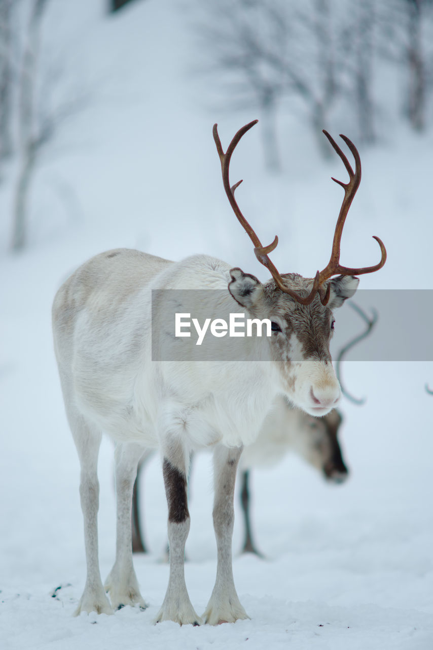 Reindeer standing on snow covered field