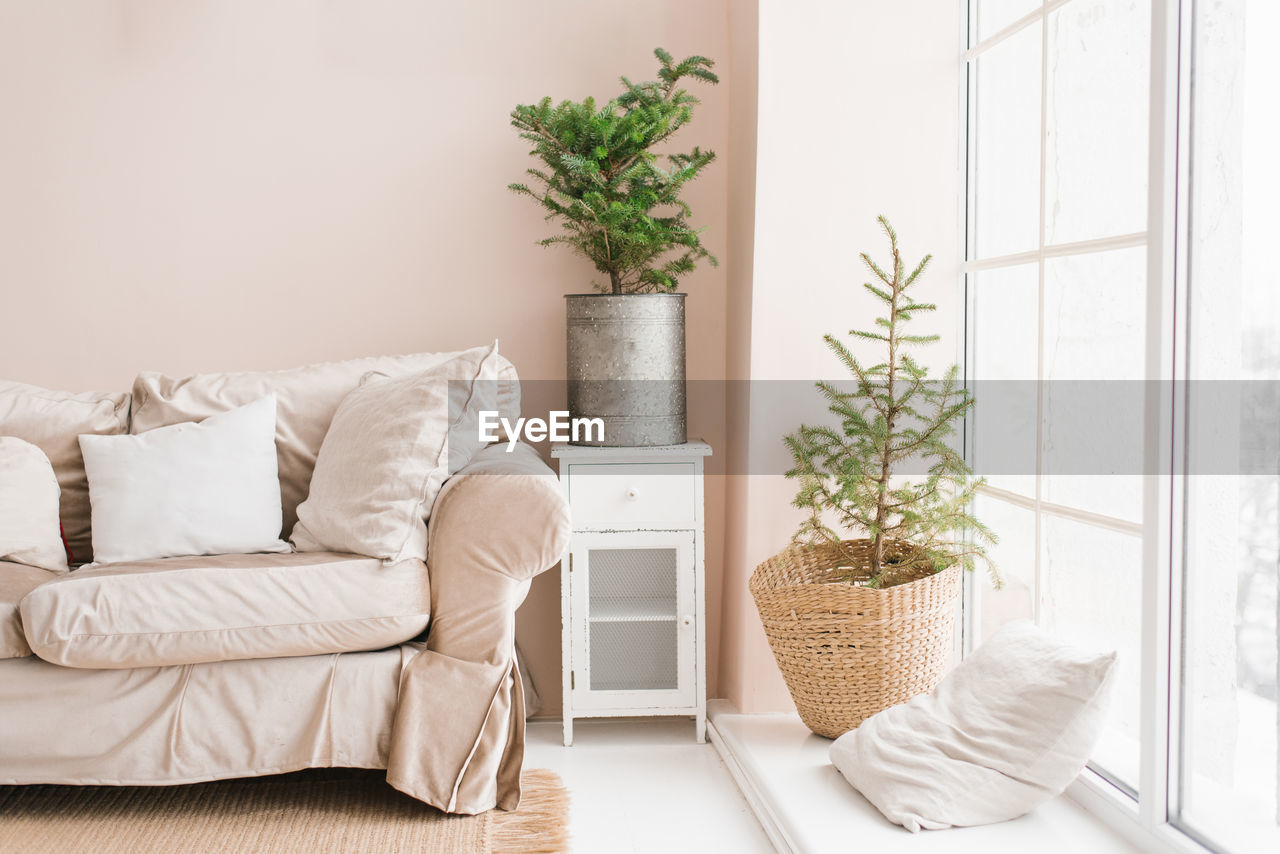 A real christmas tree in a wicker basket stands on the window sill next to a pillow 