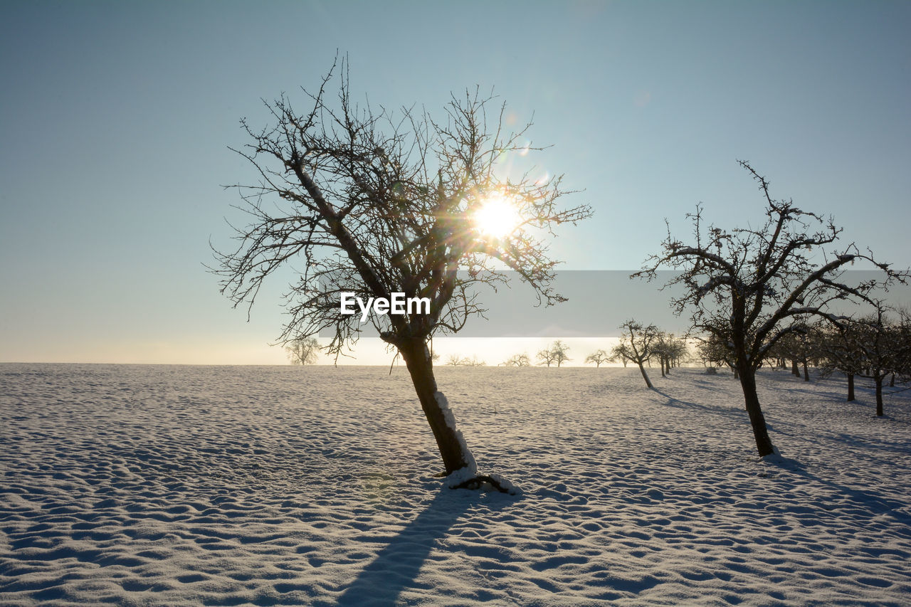 BARE TREE ON LANDSCAPE AGAINST SKY AT SUNSET