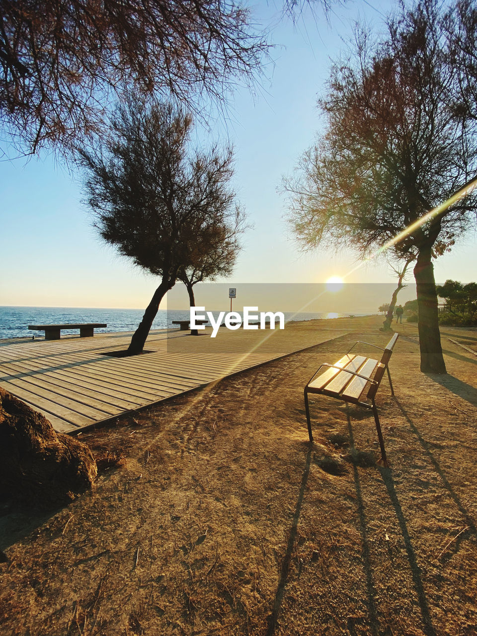 tree, sky, nature, sunlight, plant, morning, water, land, tranquility, beach, tranquil scene, scenics - nature, beauty in nature, seat, no people, outdoors, sea, day, shore, sun, sand, shadow, absence, clear sky, chair, idyllic, reflection, bench