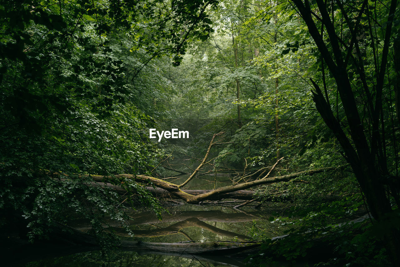 Trees growing in forest