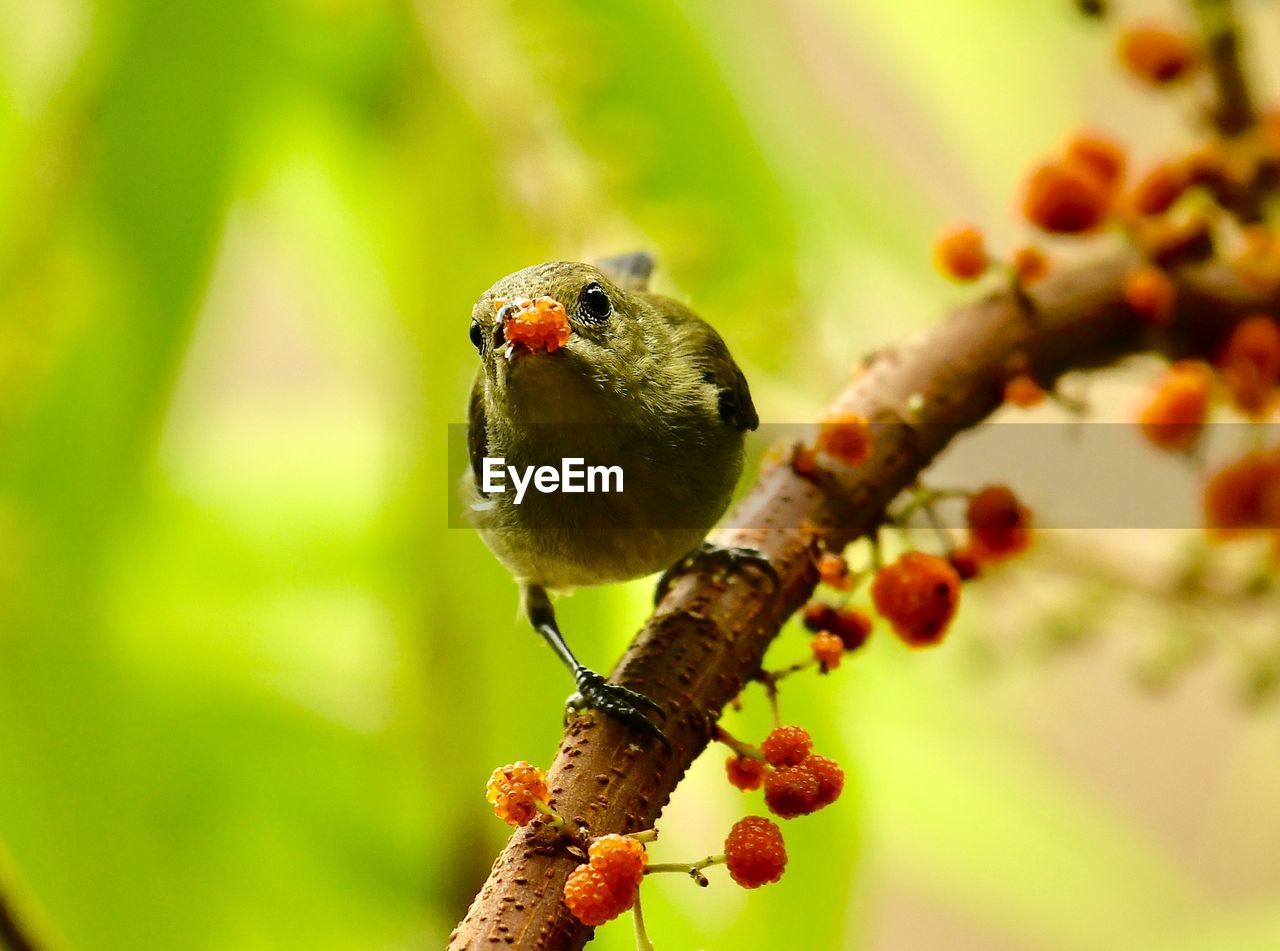 CLOSE-UP OF BIRD PERCHING ON TREE