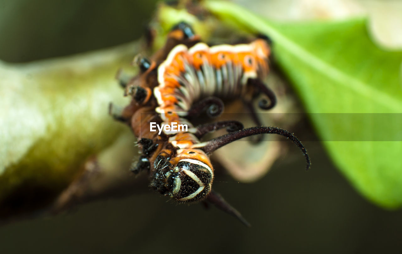 Close-up of insect on leaf