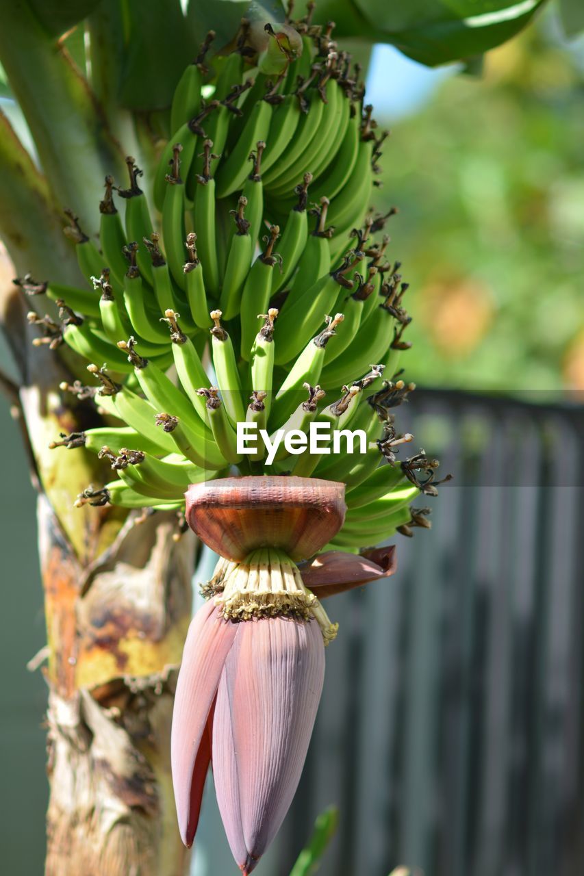 Close-up of plant growing on tree