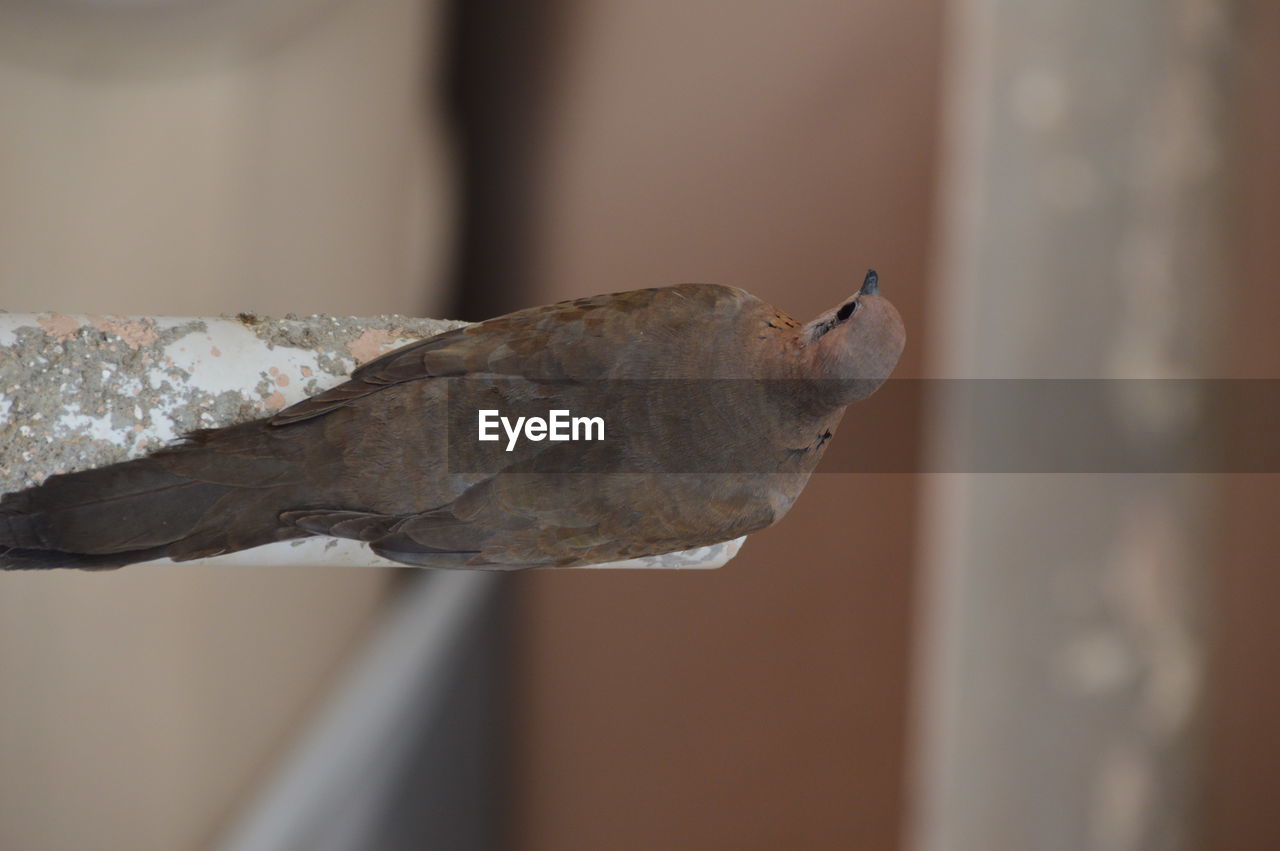CLOSE-UP OF A REPTILE AGAINST WALL