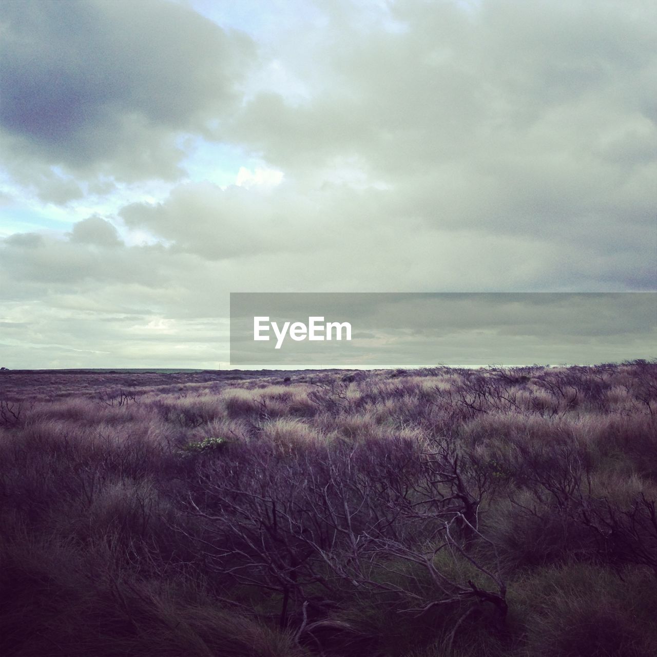 SCENIC VIEW OF FIELD AGAINST CLOUDY SKY