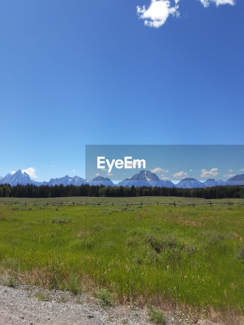 SCENIC VIEW OF GRASSY FIELD AGAINST BLUE SKY