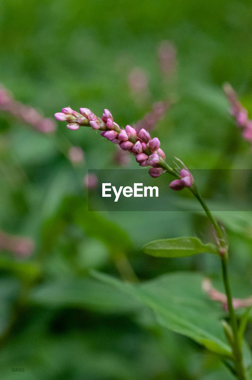 CLOSE-UP OF PINK FLOWERING PLANTS