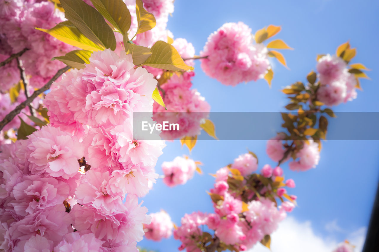 Low angle view of pink flowers against sky