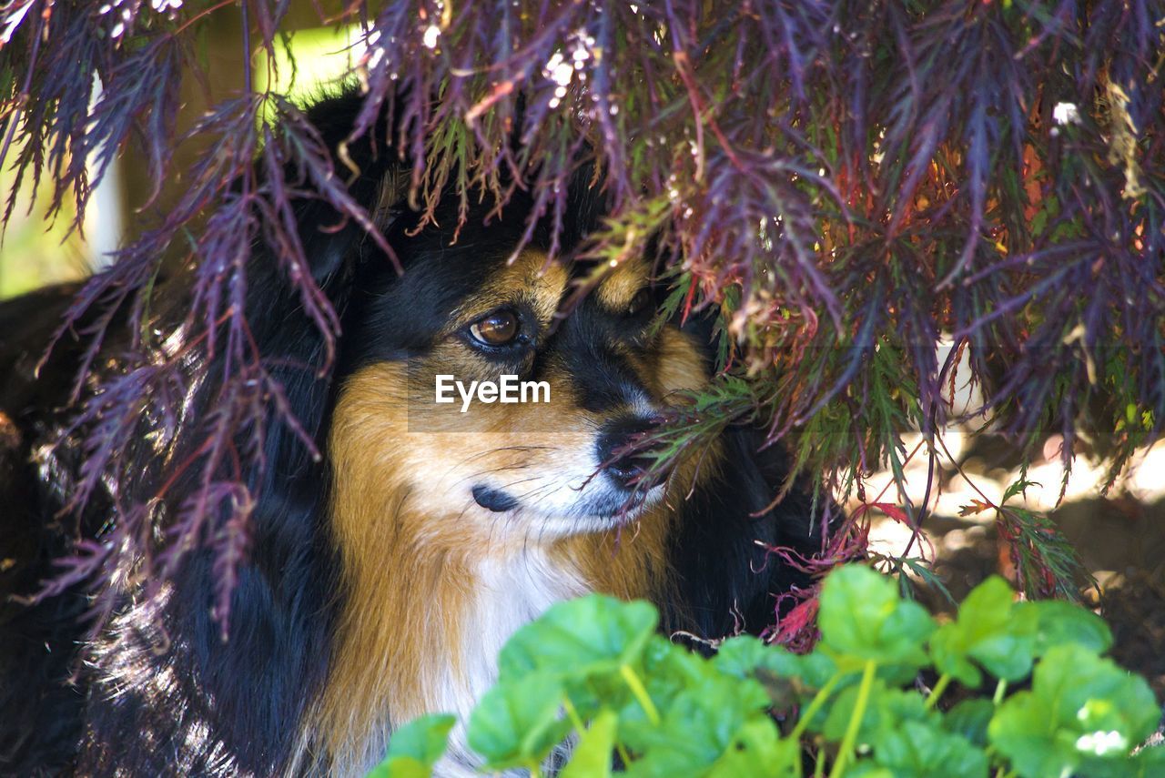 CLOSE-UP OF CAT BY TREE