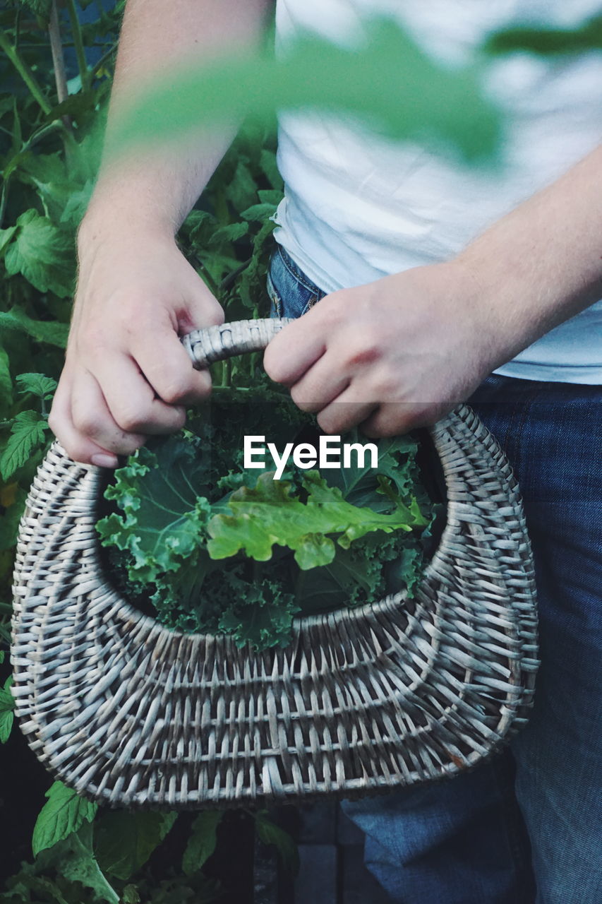 Midsection of woman holding picking kale leaves basket while standing at vegetable garden