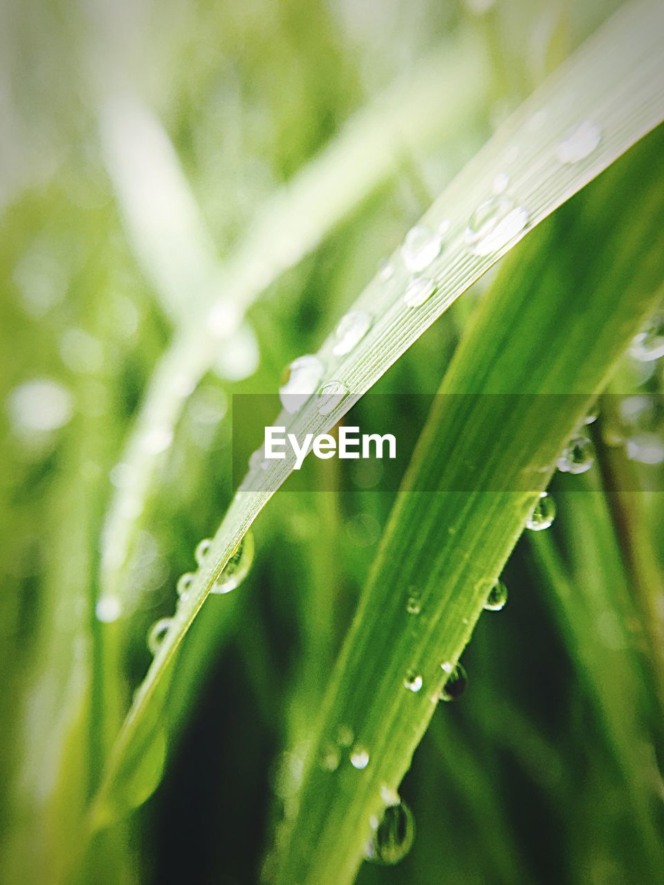 Close-up of wet plant during rainy season