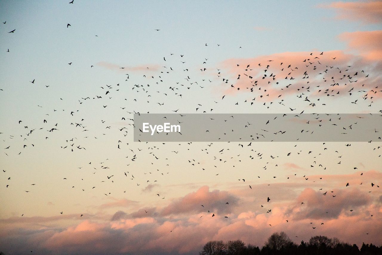 BIRDS FLYING AGAINST SKY DURING SUNSET