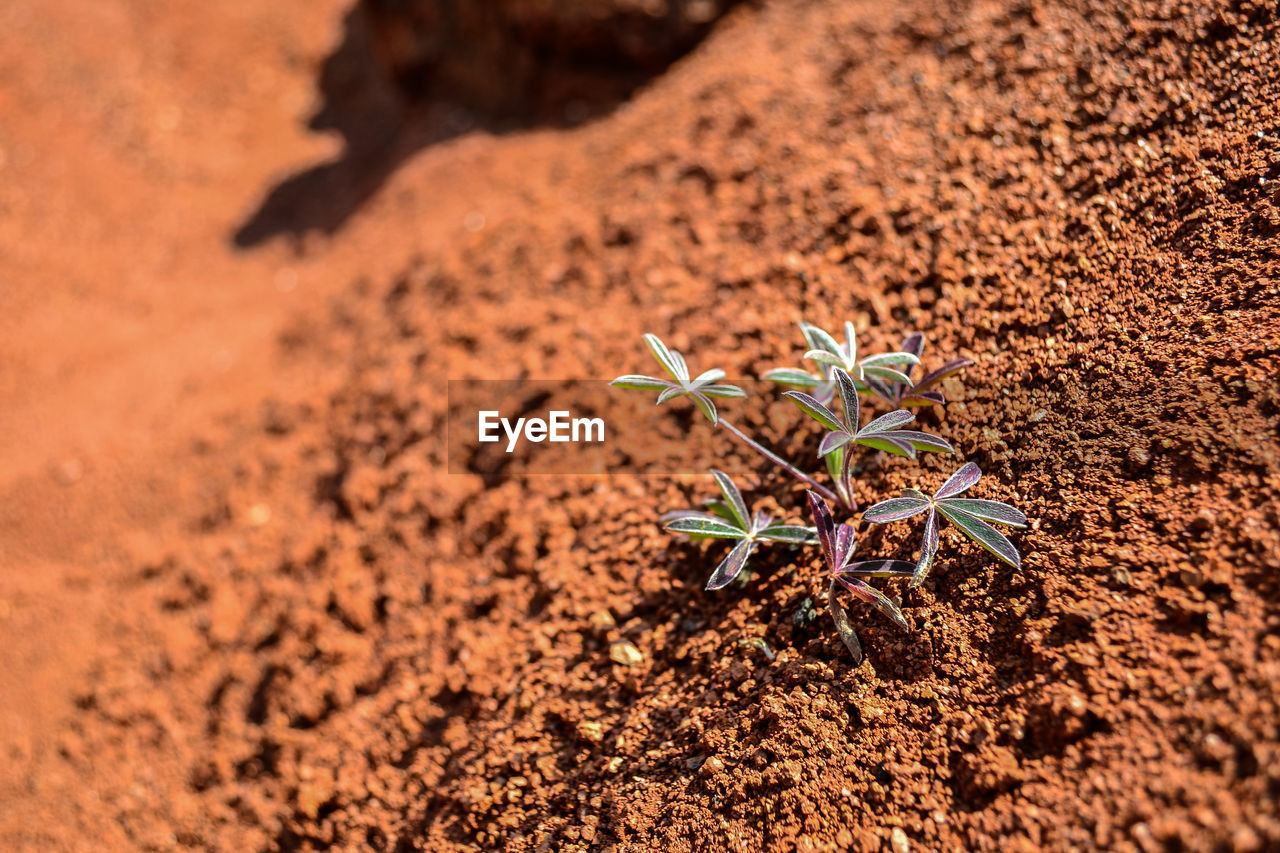 High angle view of plant on desertic land