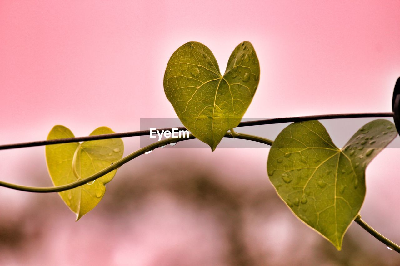 CLOSE-UP OF HEART SHAPE LEAF AGAINST BLURRED BACKGROUND