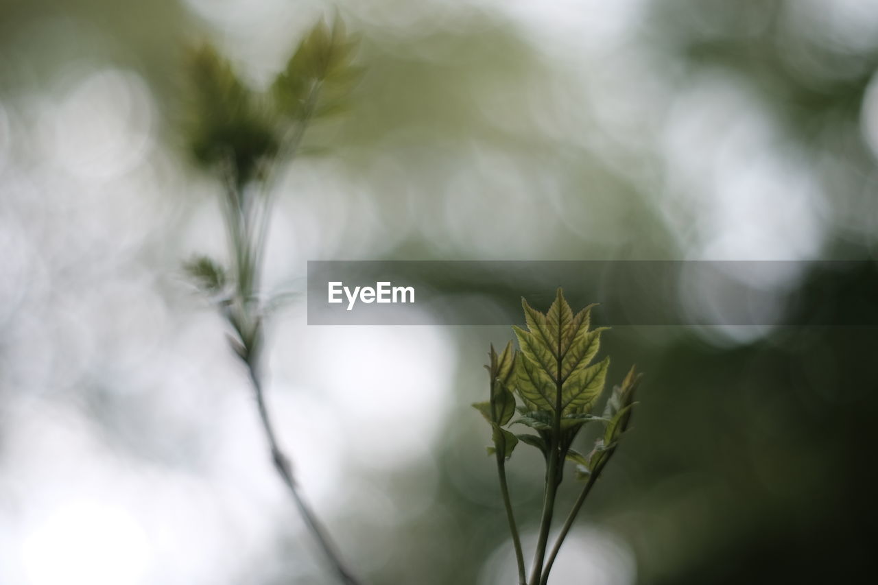 plant, nature, branch, beauty in nature, growth, green, leaf, sunlight, no people, flower, tree, close-up, freshness, focus on foreground, macro photography, outdoors, flowering plant, grass, plant part, environment, plant stem, day, tranquility, fragility, springtime, selective focus, blossom, defocused