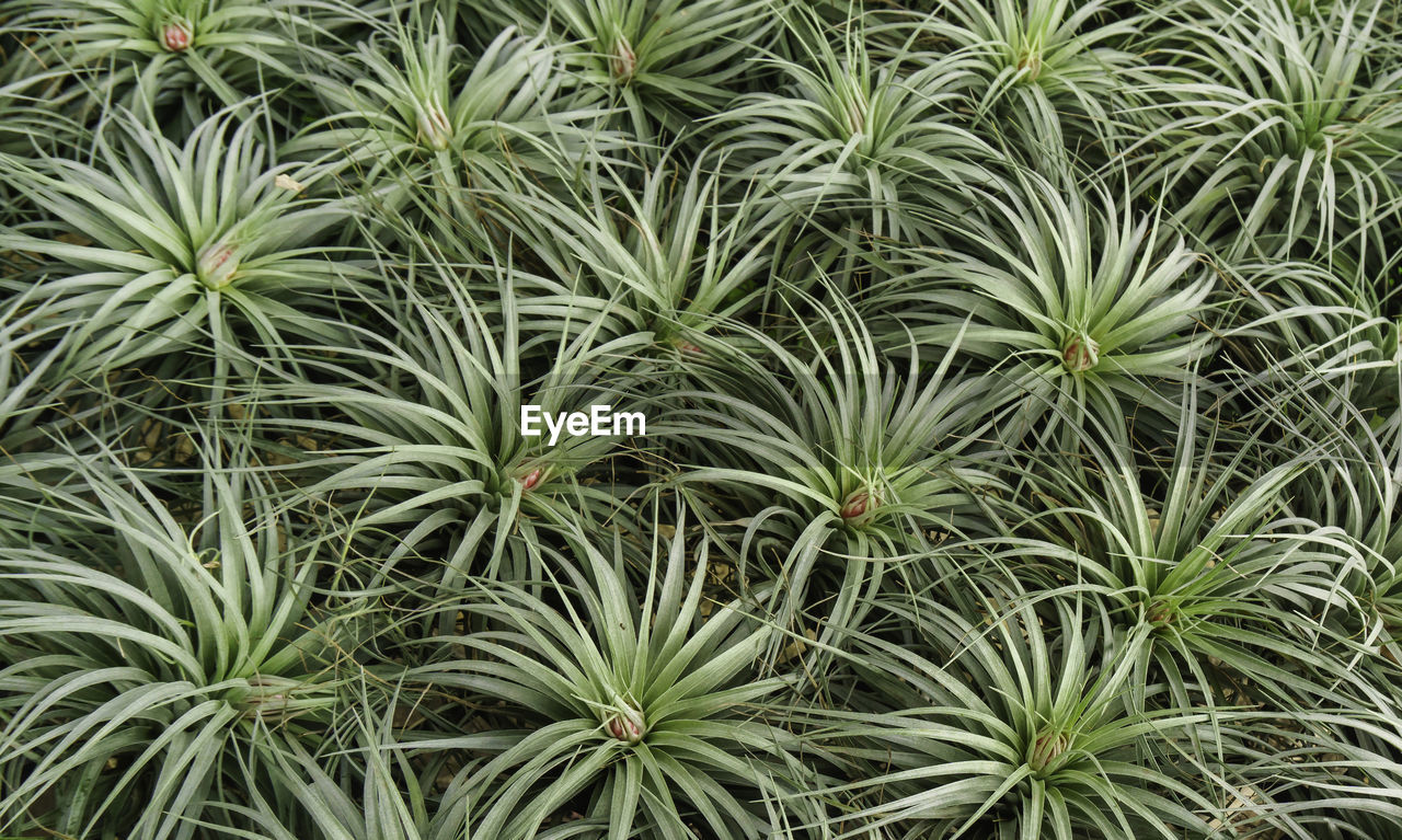 FULL FRAME SHOT OF PLANT IN GARDEN