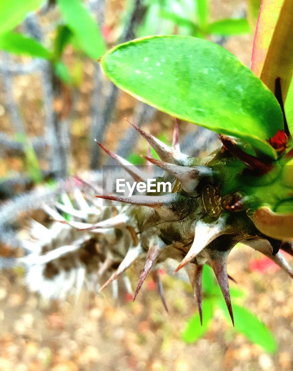 CLOSE-UP OF PLANTS